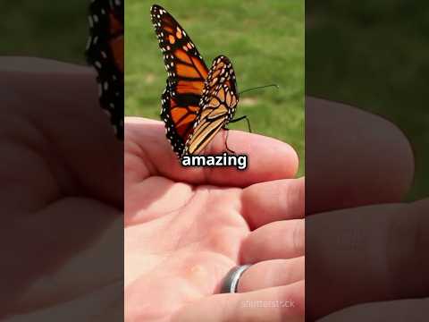 The Incredible Journey of the Monarch Butterfly 🦋 #shorts #nature #wildlife #migration #trending