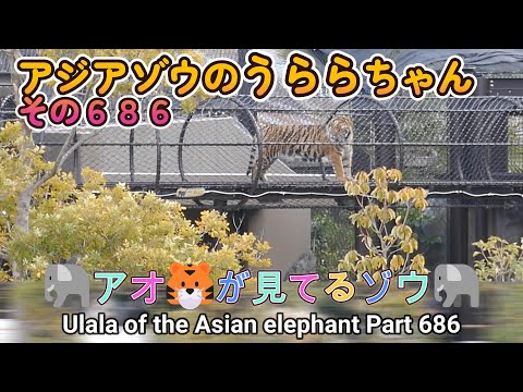 アジアゾウのうららちゃん（６８６）🐘アオが見てるゾウ🐘（東山動植物園）Ulala of the Asian elephant Part 686