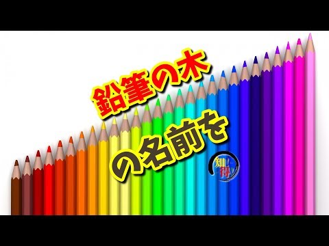 ◆知っ得◆雑学　鉛筆の素材・原材料の木の名前