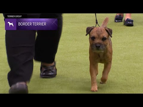 Border Terriers | Breed Judging 2024