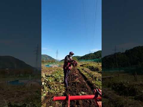 芋掘り サツマイモ🍠 シルクスイート 掘りとり機 potato digger #Shorts