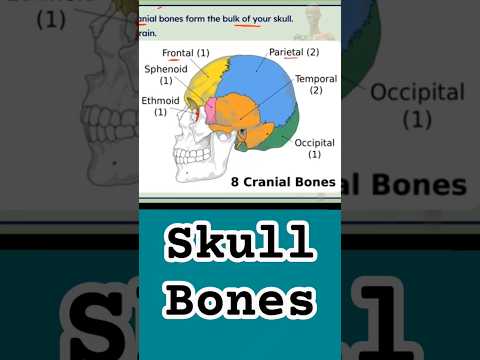 Skull Bones in Human | Cranial Bones #kotacoaching #prasir #motionkota #kota #kotaeducation