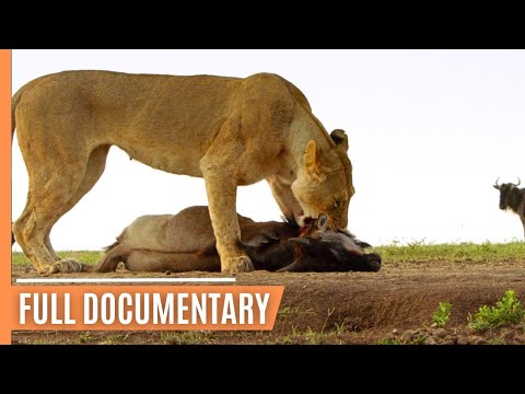 Life in the Serengeti - The Story of Serengeti's Leopardess Queen | Full Documentary