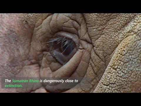 Sumatran Rhino in 60 seconds