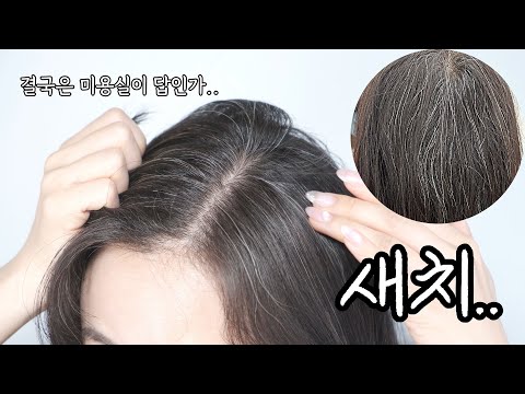 새치가 많으면 그냥 미용실가세요. 햇빛으로 염색되는 새치셀프염색후기