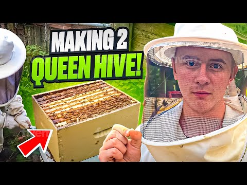 Creating A Dual Queen Hive To DOUBLE My Honey???