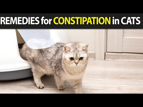 8 Best Remedies for Cat Constipation