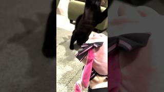 子猫vs兎鞠まり #shorts