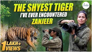 The Shyest Tiger I've Ever Encountered - Zanjeer | Tipeshwar Wildlife Safari | Sadaa Wild Stories