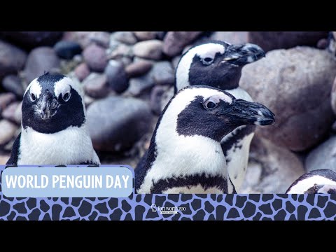 Meet our penguins!