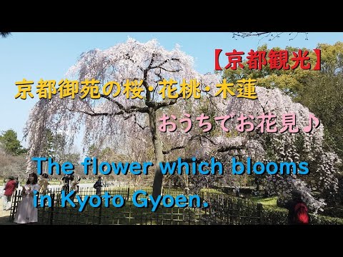 【京都観光】京都御苑の桜・花桃・木蓮、おうちでお花見♪【The flower which blooms in Kyoto Gyoen.】