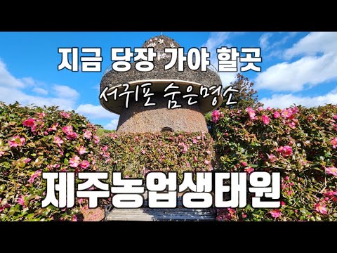 [제주여행]지금 당장 가야 할곳 서귀포숨은명소제주농업생태원|미로원|제주동백꽃|제주동백꽃명소|서귀포숨은명소|서귀포여행|제주여행|한라산|제주감귤|제주녹차밭|제주농업생태원