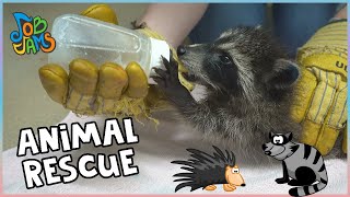 Animal Rescue Team | Job Jams | Learning Songs for Kids