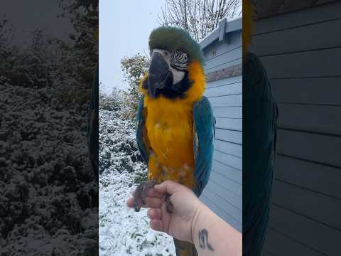 Parrots in the snow