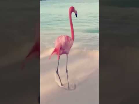 "Graceful Flamingo Dance: Nature's Rhythmic Beauty" #junglelife #wildlife #junglewildlife