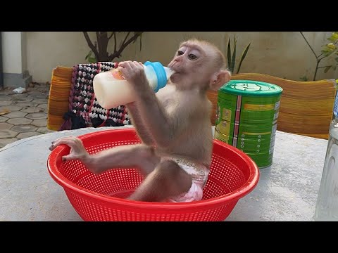 Little Baby Boy Sit Drink Milk Outside Look is Very Cute