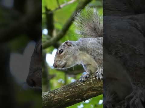 Squirrel ALARM Call     #shorts #shortvideos