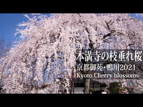 京都 本満寺、京都御苑、鴨川の枝垂れ桜 2021Cherry blossoms