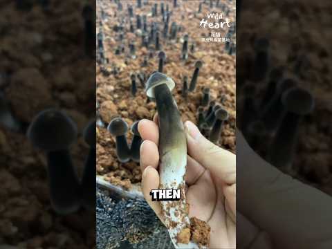 Tricky Pencil Mushroom Harvest