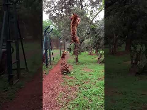 "Majestic Tiger Leaps to Catch Its Prey in Mid-Air!" #facts #wildlifefascination #endangeredspecies