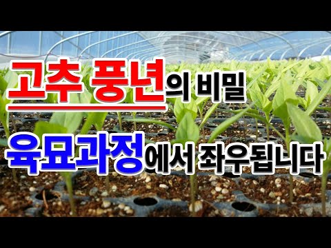 1월에 심을 수 있는 작물 중 하나인 고추! 고추 풍년의 비밀! 육묘 과정에서 성패를 좌우합니다!