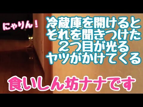 冷蔵庫に反応するネコ