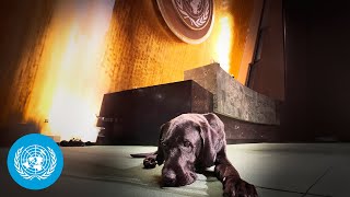 #UNGA 79 Backstage Series: K-9 Unit (3/5) | United Nations