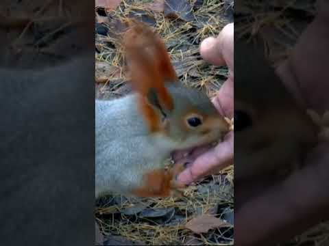 Squirrel 🐿️ eating peanuts from my hands #shorts#virals#animal#cute#viralshorts