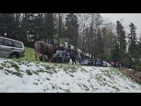 Stier Konsti ist ein sehr friedlicher Koloss