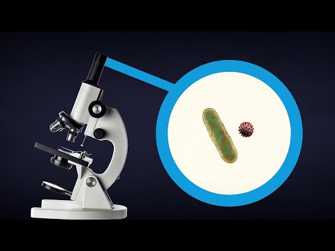 Did You Know: Bacteria vs. Viruses | Encyclopaedia Britannica