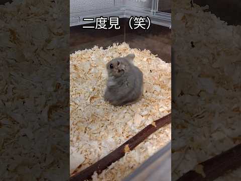 二度見が可愛いハムスター（ピク）#ハムスター #可愛い#癒し#二度見#反応が可愛い #hamsters #拍手#手乗りハムスター