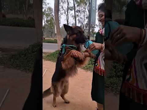 #status Ek Baar Pyar Karke Dekho ❣️#neelu #chimmy #germanshepherd #short #fun with chimmy and neelu