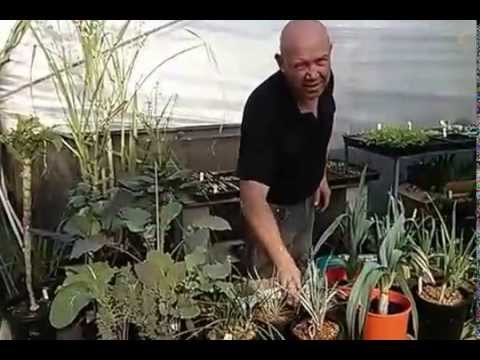 Allium Family Part 3 at Edible Forest Gardens