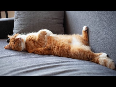 Anti Anxiety Music For Cats 🐈 Stress Relief Music For Cats ♬ Calming Music For Cats