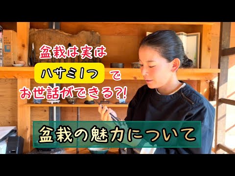 【園芸】「盆栽の魅力」敷居が高く、難しそうな盆栽の印象を変えます