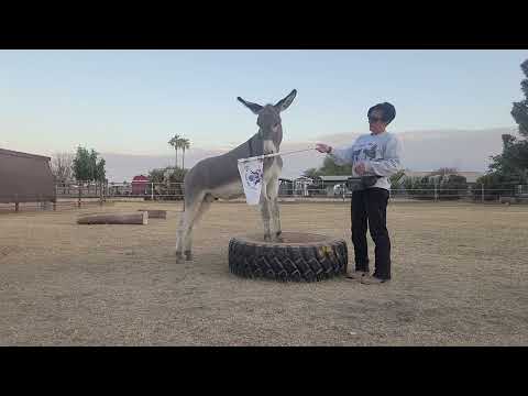 Introducing Sancho to the flag #donkeytraining #donkey