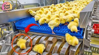 Inside a Mega Chicken Factory: Advanced Egg Incubation & Broiler Farming