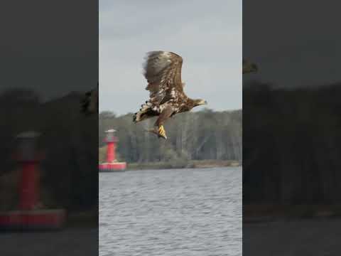 White-tailed Eagle diving in super slowmotion catching a fish! 🦅