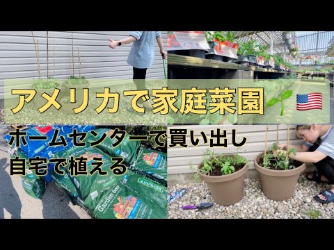 【家庭菜園】アメリカで初めての家庭菜園に挑戦｜必要物品はどこで買う？値段はどれぐらい？｜土の違い、気候の違いで気を付けること