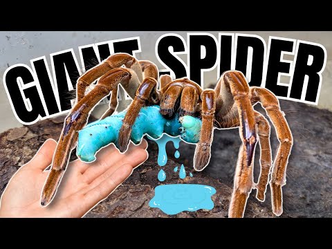 Tarantula Feeding Frenzy: Goliath Bird-Eaters vs Giant Blue Hornworms!