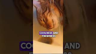 Cats Toilet Bowl Temptations #shortfeed  #pets #playfulpaws #short