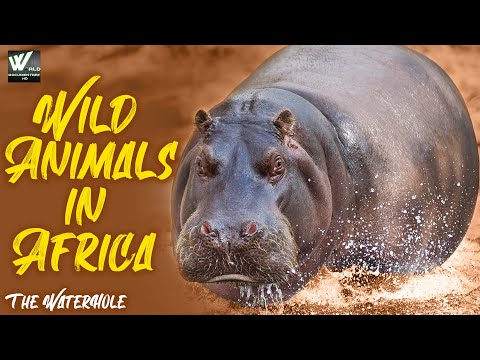 The WaterHole | Wild Animals in Africa | हिन्दी डॉक्यूमेंट्री | World Documentary HD