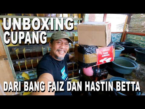 UNBOXING IKAN CUPANG DARI BANG FAIZ DAN HASTIN BETTA