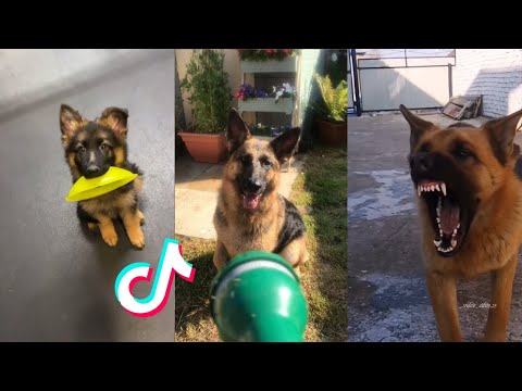 German Sheperds are Badass and Cute Compilation #2