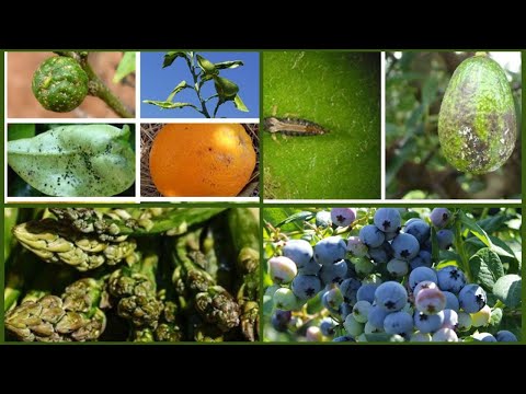 Main pests in (Vine Asparagus Citrus Blueberry Palto) and their biological controllers.