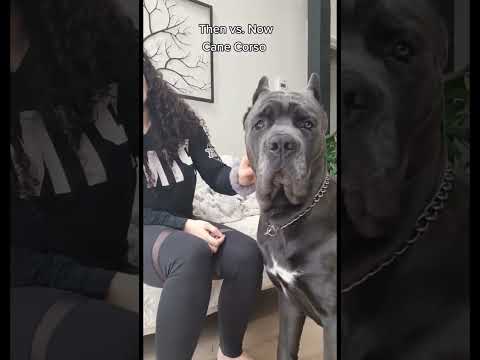 Cane Corso Growth #canecorso #italianmastiff #guarddog #bigdog #mastiff