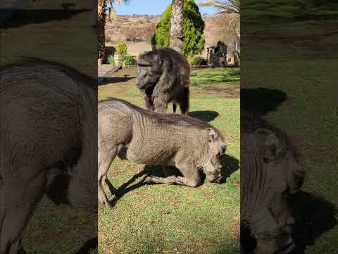 How fast do you think my Baboon sister is?! 🤔😍 #cuteanimals #monkey #walking #farmlife #animallover