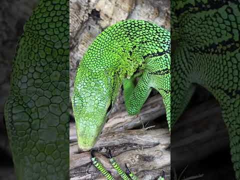 IS THIS SPIRAL-TAILED LIZARD PRETTY TO YOU? SABZI The Green Tree Monitor Lizard #shorts