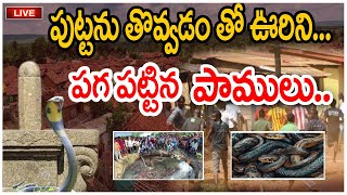 The snakes that crawled the town|ఊరును పాగా పట్టిన పాములు | @nnmediatrending