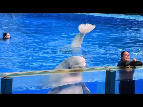 Ocean Discovery: Belugas & Dolphins (Full Show) - SeaWorld San Antonio - March 15, 2024